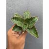 617. Sansevieria Cleopatra