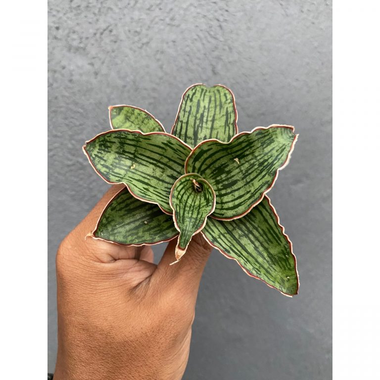 617. Sansevieria Cleopatra