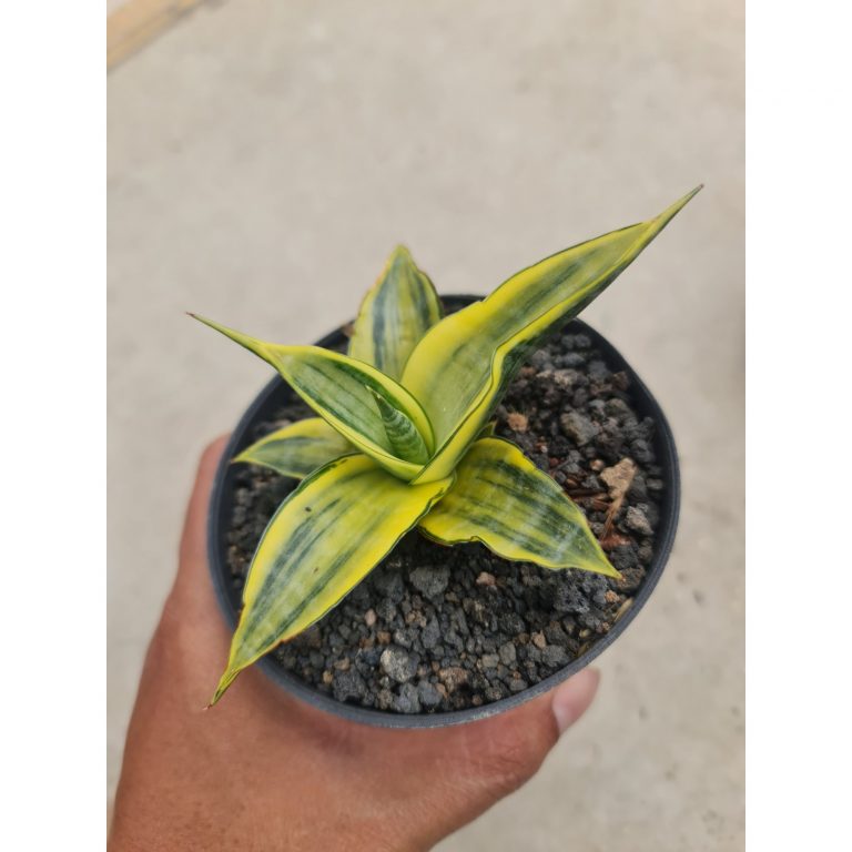 2062. Sansevieria Cordova Thick Leaves Size 8-9cm