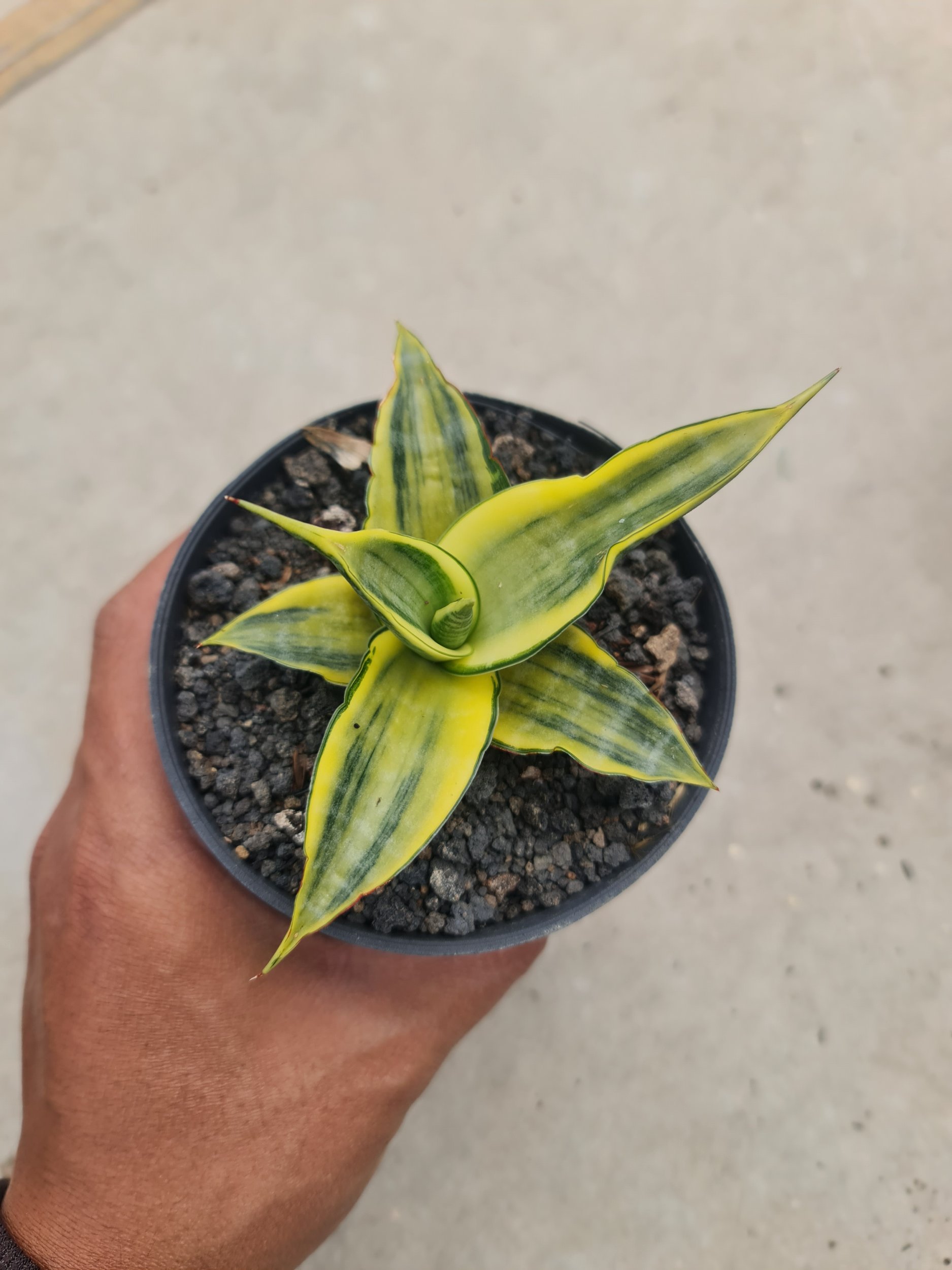 2062. Sansevieria Cordova Thick Leaves Size 8-9cm - Image 2