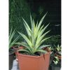 1852. Sansevieria Cordova Variegated Jumbo Size