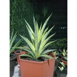 1852. Sansevieria Cordova Variegated Jumbo Size