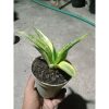 1894. Sansevieria Cordova Variegated Small