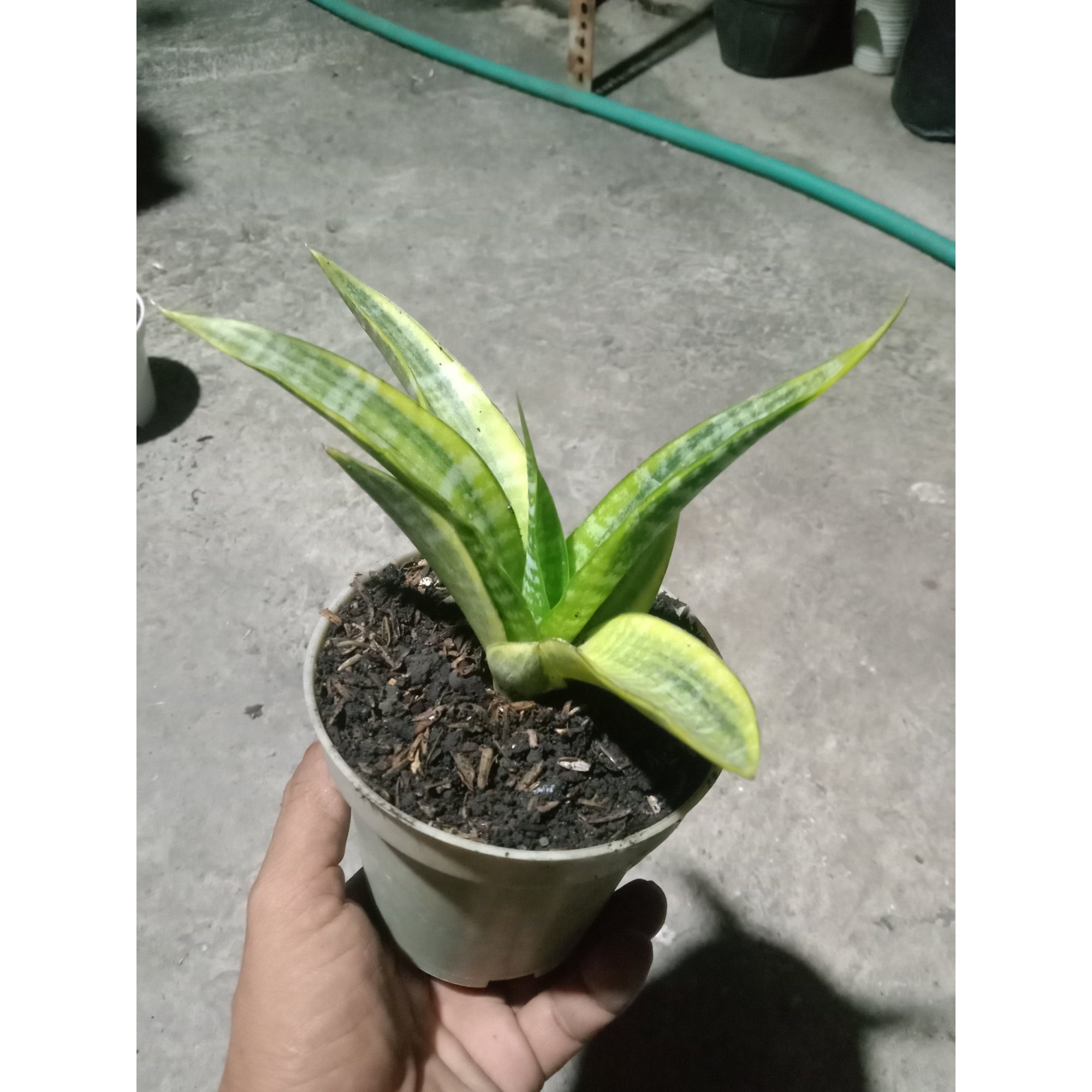 1894. Sansevieria Cordova Variegated Small