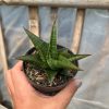1632. Sansevieria Cordova X Downsi Hybrid