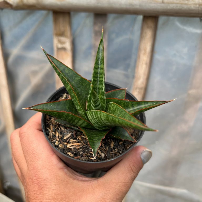 1632. Sansevieria Cordova X Downsi Hybrid