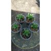 2155. Sansevieria Cordova X Hybrid 5 Pcs