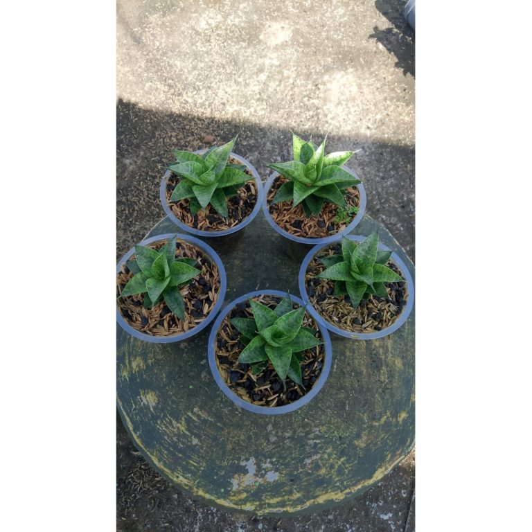 2155. Sansevieria Cordova X Hybrid 5 Pcs