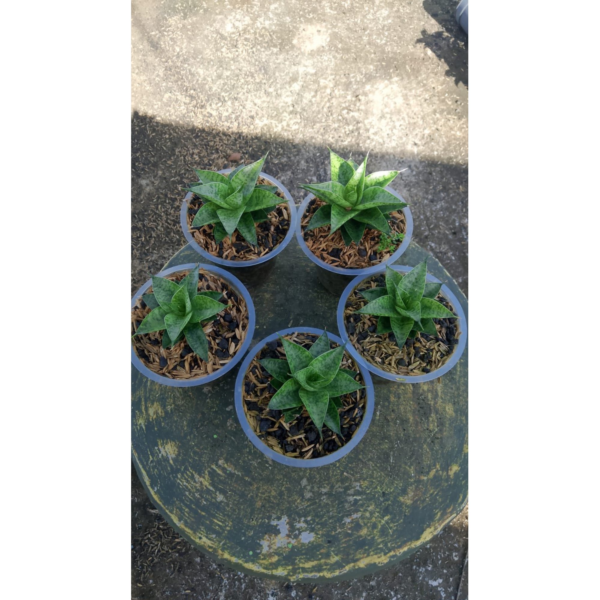 2155. Sansevieria Cordova X Hybrid 5 Pcs