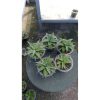 2146. Sansevieria Cordova X Ladycarm 5 Pcs