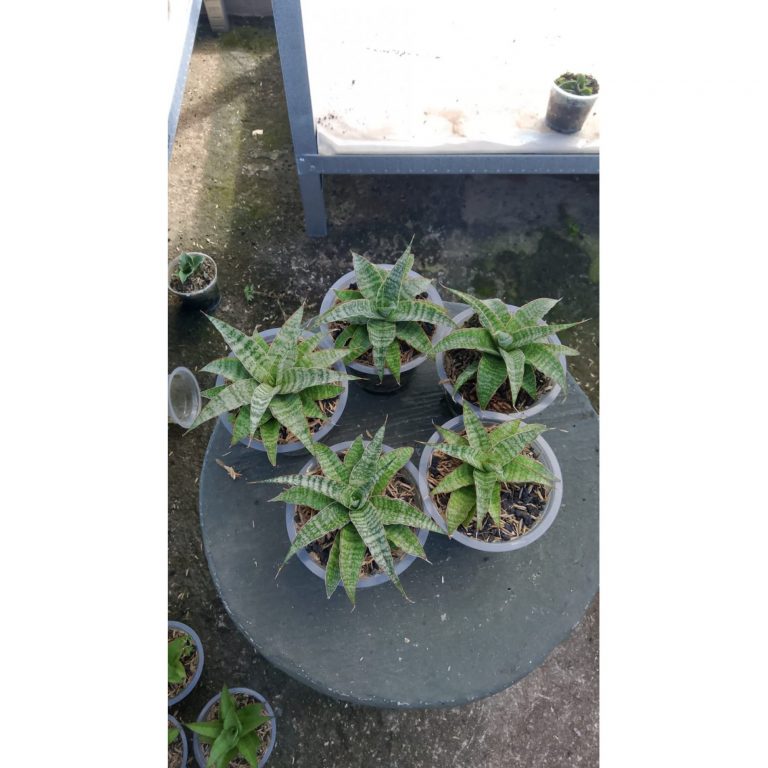 2146. Sansevieria Cordova X Ladycarm 5 Pcs