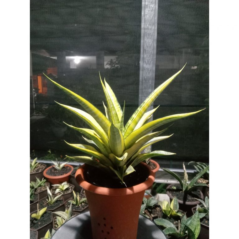 1847. Sansevieria Cordova Yellow Variegated