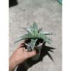 2042. Sansevieria Crocodille Rock