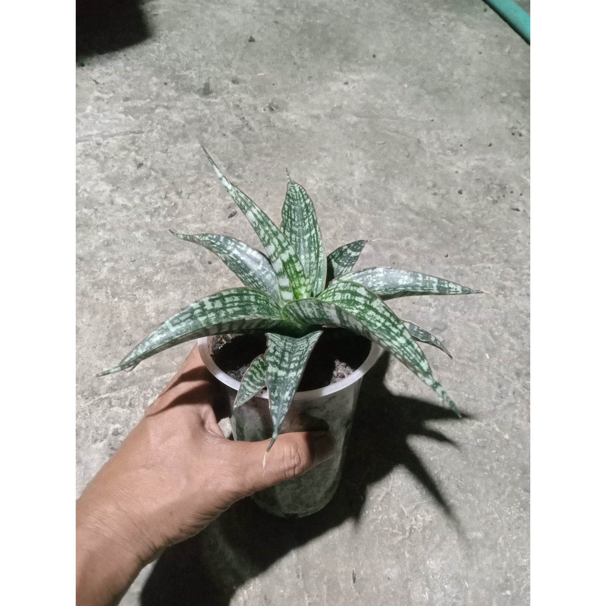 2042. Sansevieria Crocodille Rock