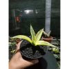 1868. Sansevieria Crocodille Rock Variegated