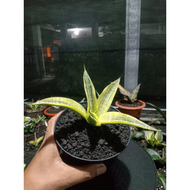1868. Sansevieria Crocodille Rock Variegated