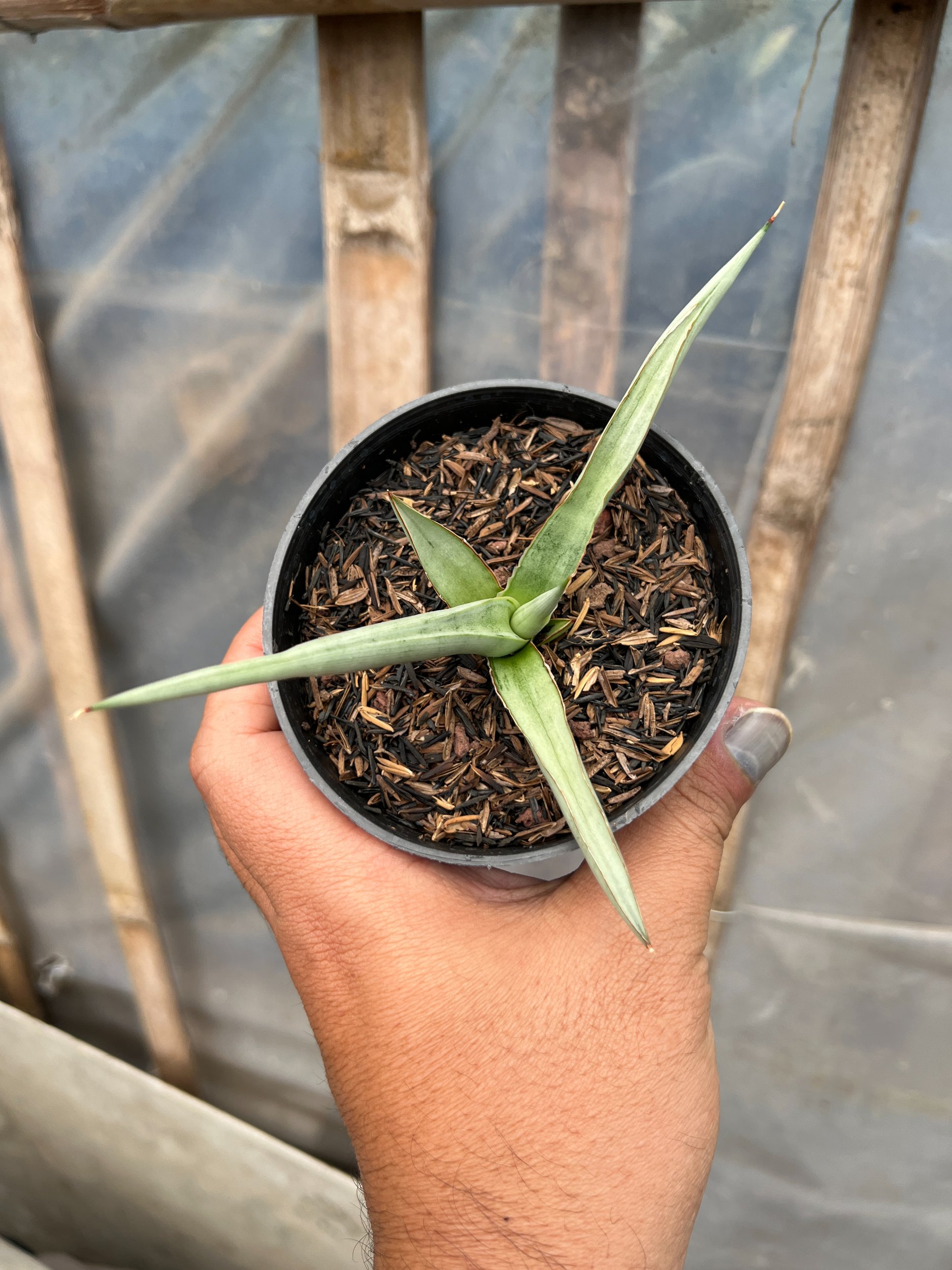 1615. Sansevieria Dancing Dragon size 12 cm - Image 2