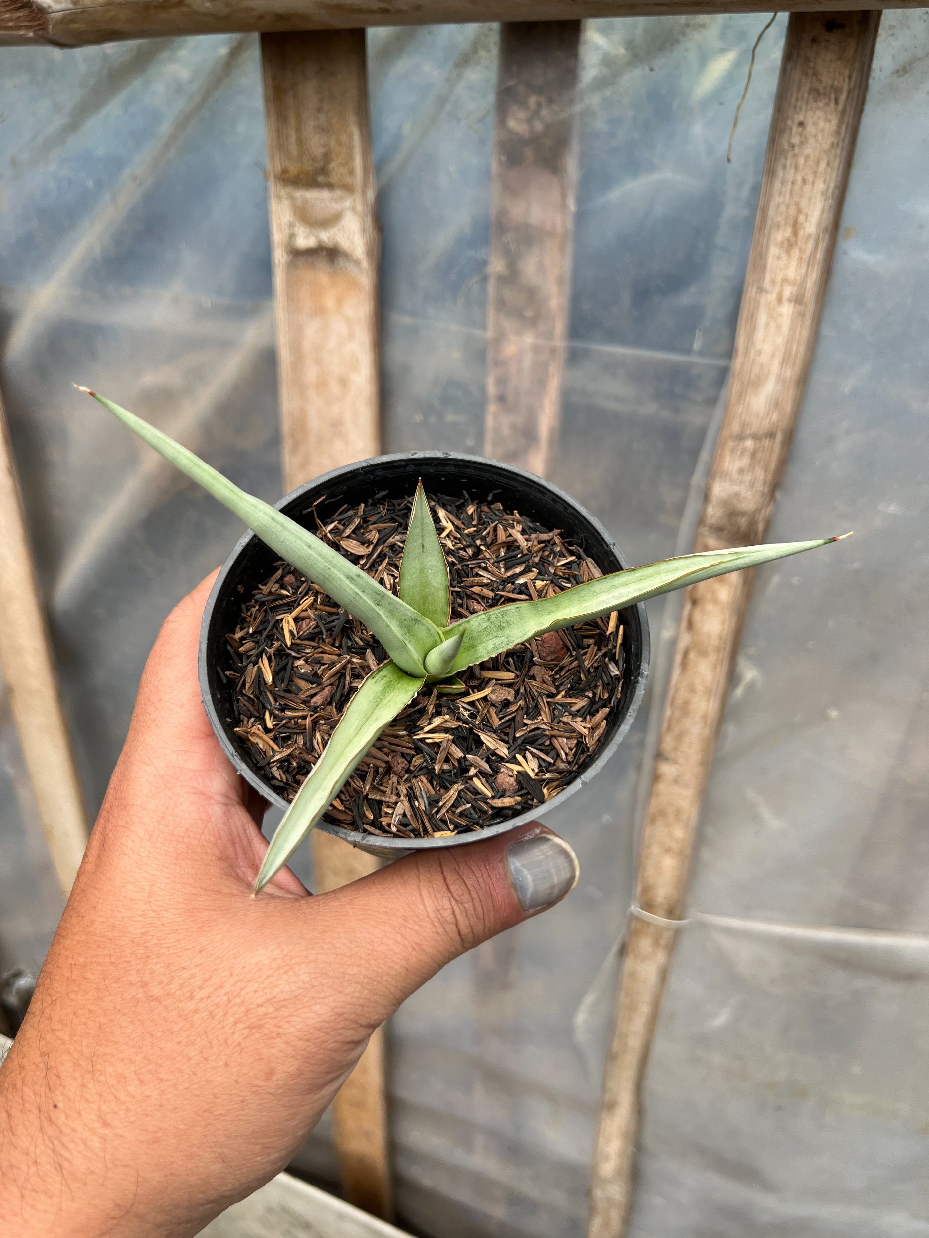 1615. Sansevieria Dancing Dragon size 12 cm - Image 3