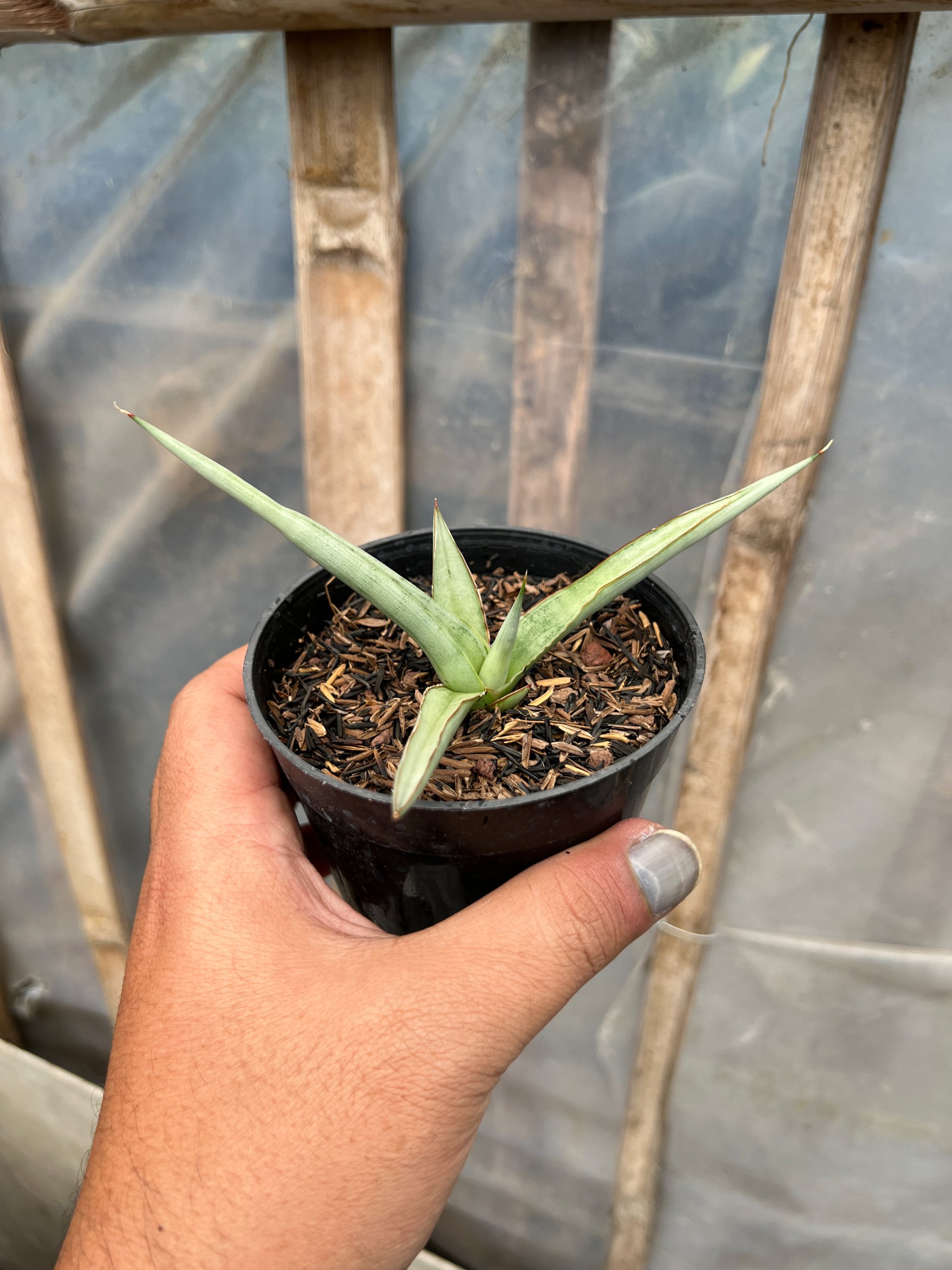 1615. Sansevieria Dancing Dragon size 12 cm - Image 4