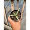 1615. Sansevieria Dancing Dragon size 12 cm
