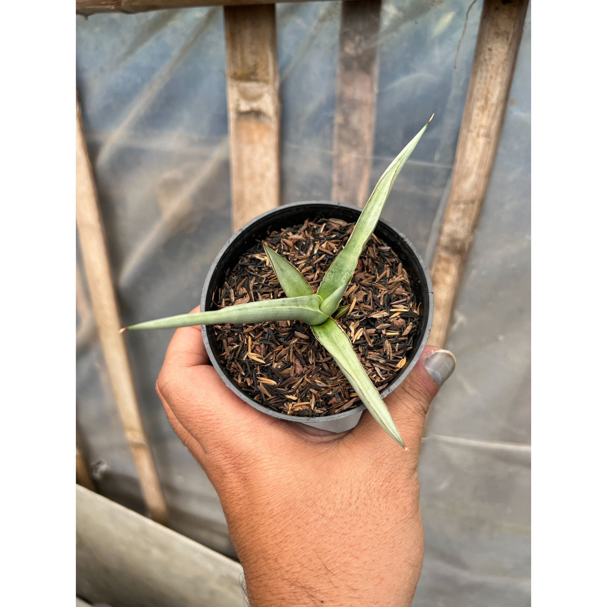 1615. Sansevieria Dancing Dragon size 12 cm