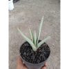 1842. Sansevieria Dancing Dragon size 13 cm