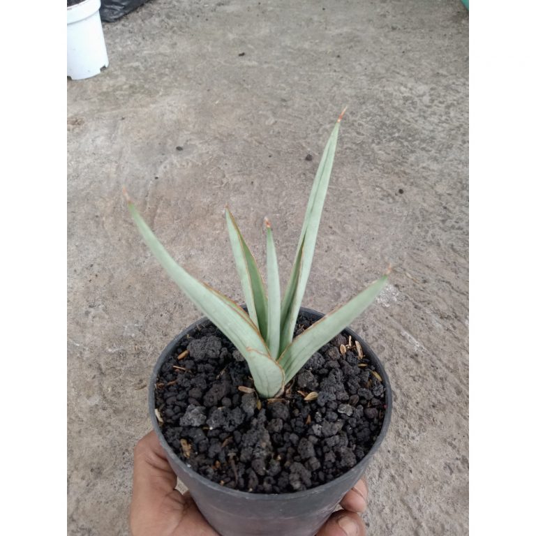 1842. Sansevieria Dancing Dragon size 13 cm