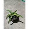 1897. Sansevieria Dark Green Clone Variegated