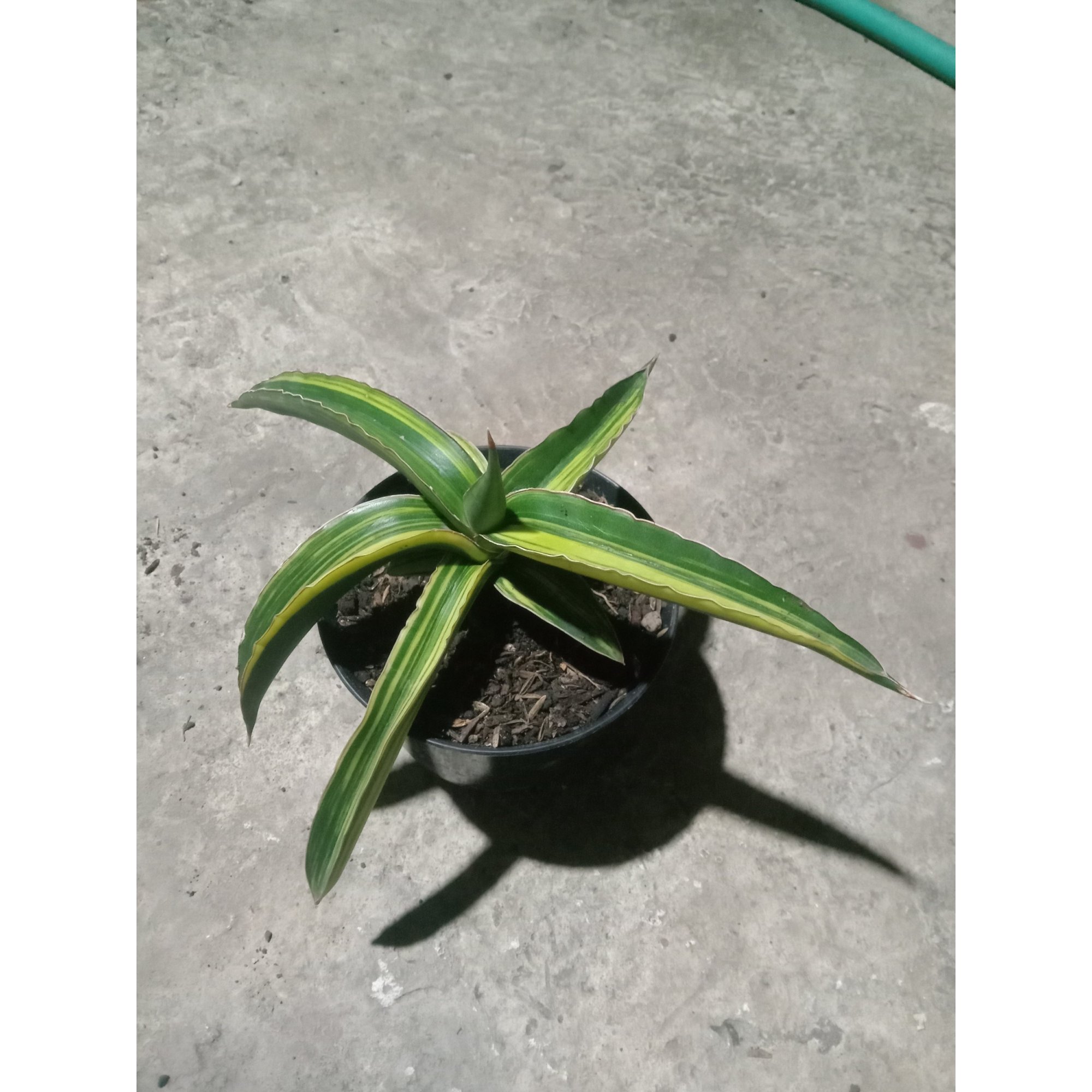 1897. Sansevieria Dark Green Clone Variegated