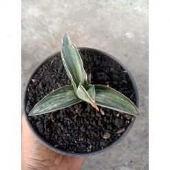 2080. Sansevieria Dark Green Clone White Emboss Variegated