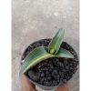 2078. Sansevieria Dark Green Clone Yellow Variegated