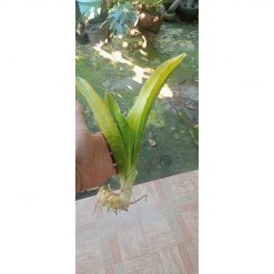 2226. Sansevieria Dawai Varigated