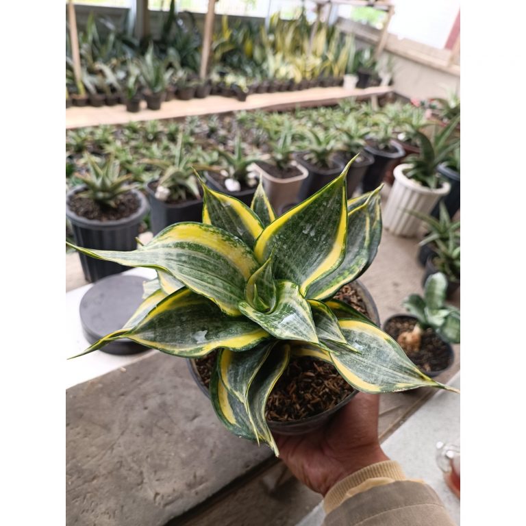 1698. Sansevieria Dazzling Gold