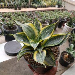 Alternative view of 1698. Sansevieria Dazzling Gold