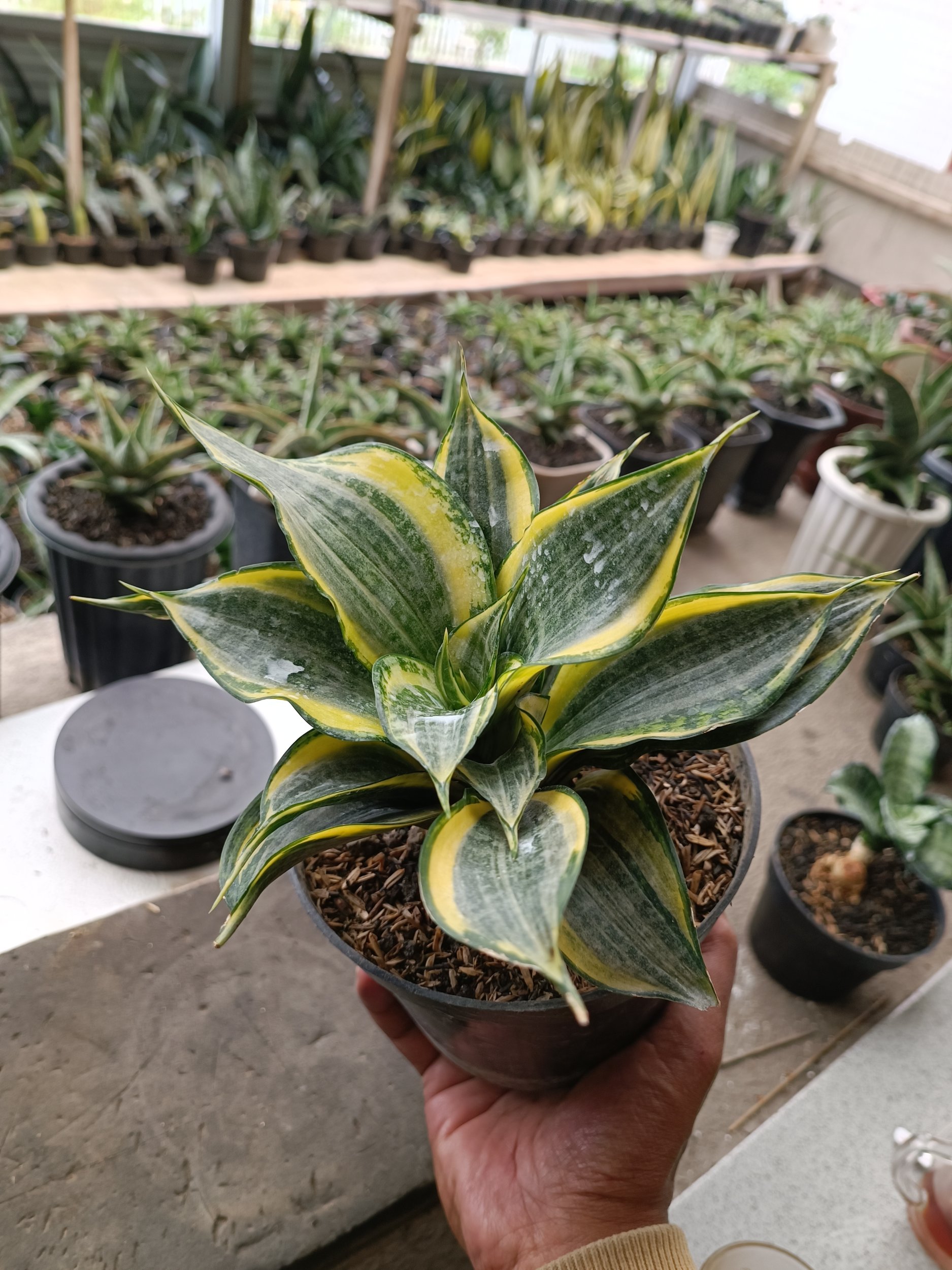 1698. Sansevieria Dazzling Gold - Image 2