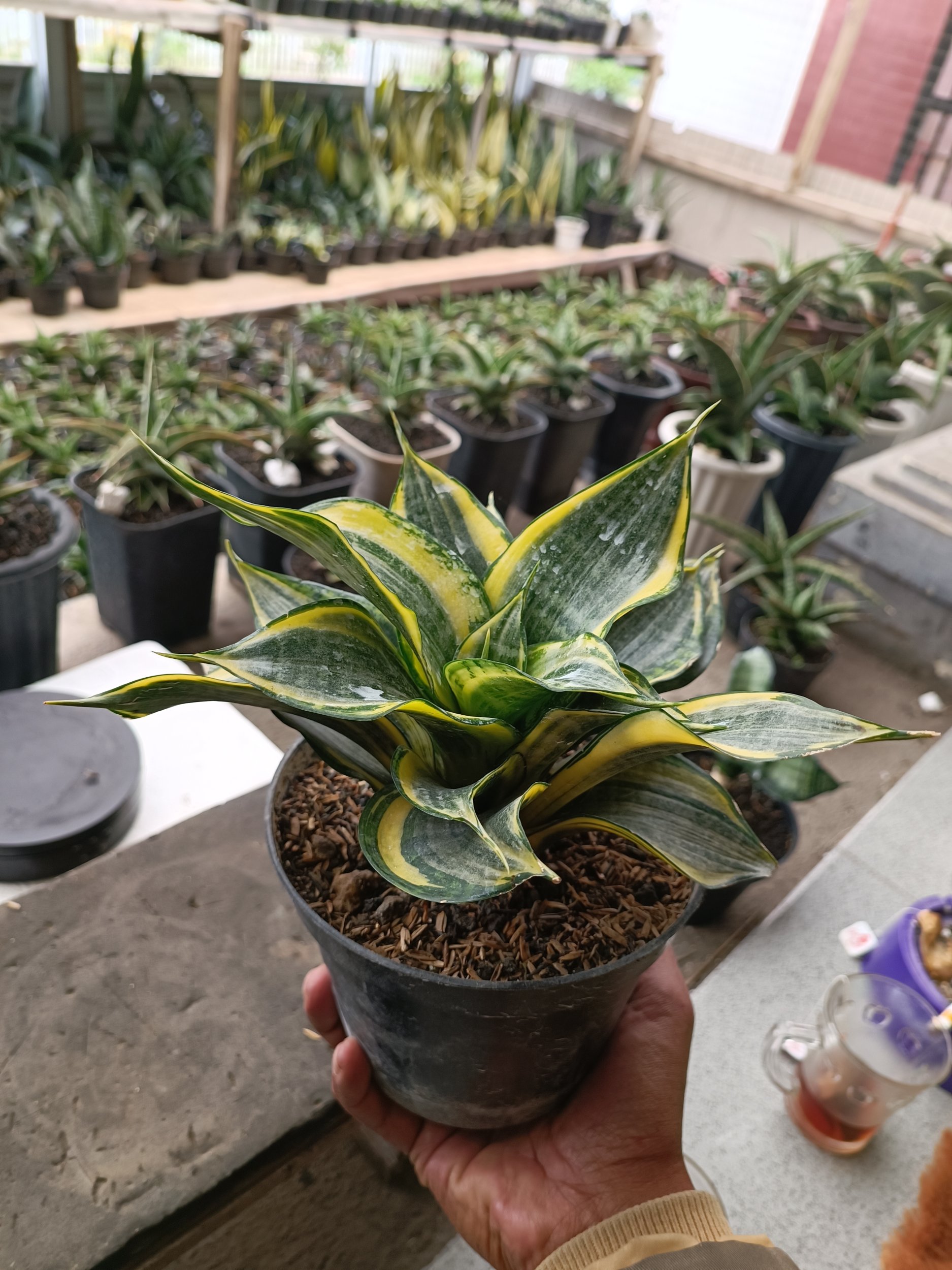 1698. Sansevieria Dazzling Gold - Image 3