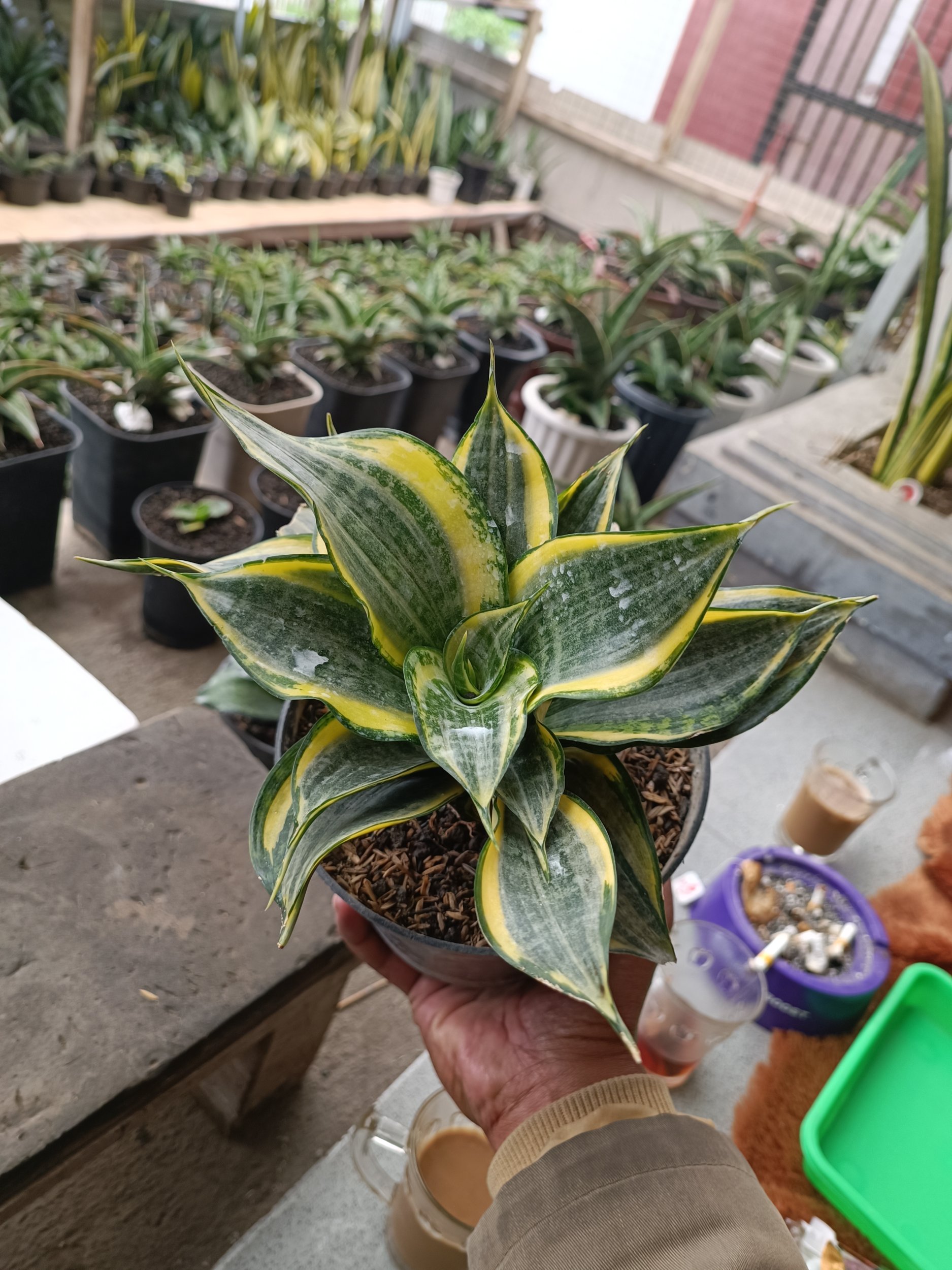 1698. Sansevieria Dazzling Gold - Image 4