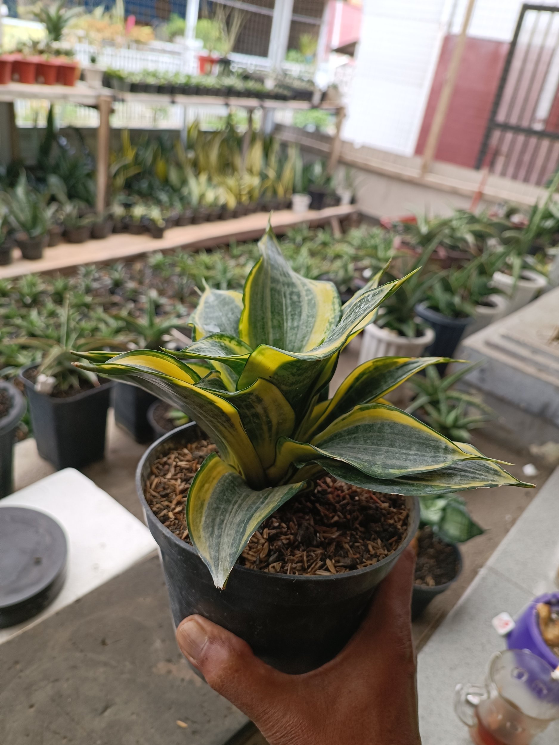 1698. Sansevieria Dazzling Gold - Image 5