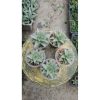 2169. Sansevieria Deasy 5 Pcs