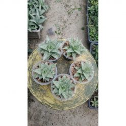 2169. Sansevieria Deasy 5 Pcs