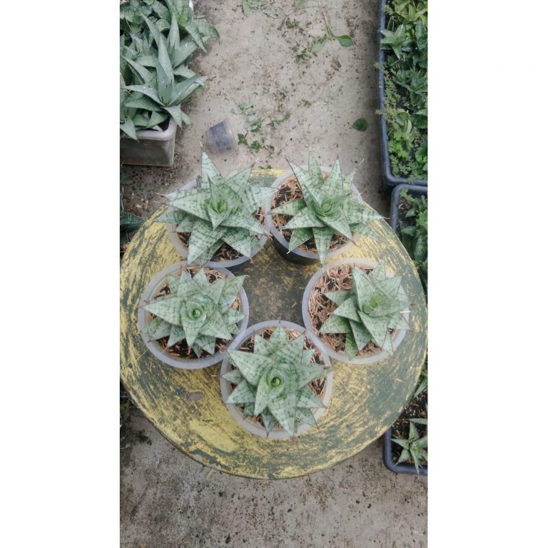 2169. Sansevieria Deasy 5 Pcs