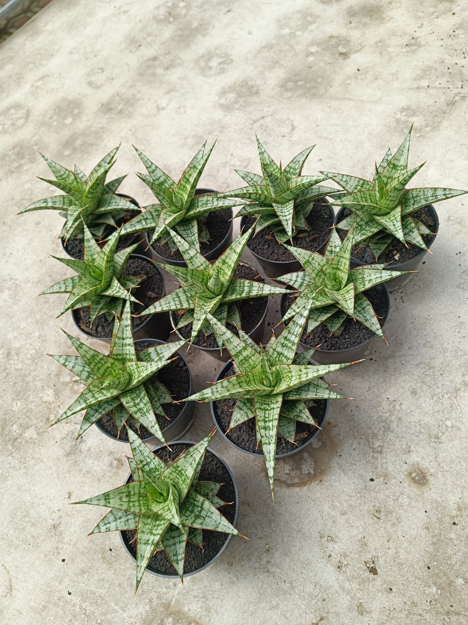 2018. Sansevieria Deasy size 14 cm - Image 2