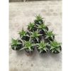 2018. Sansevieria Deasy size 14 cm