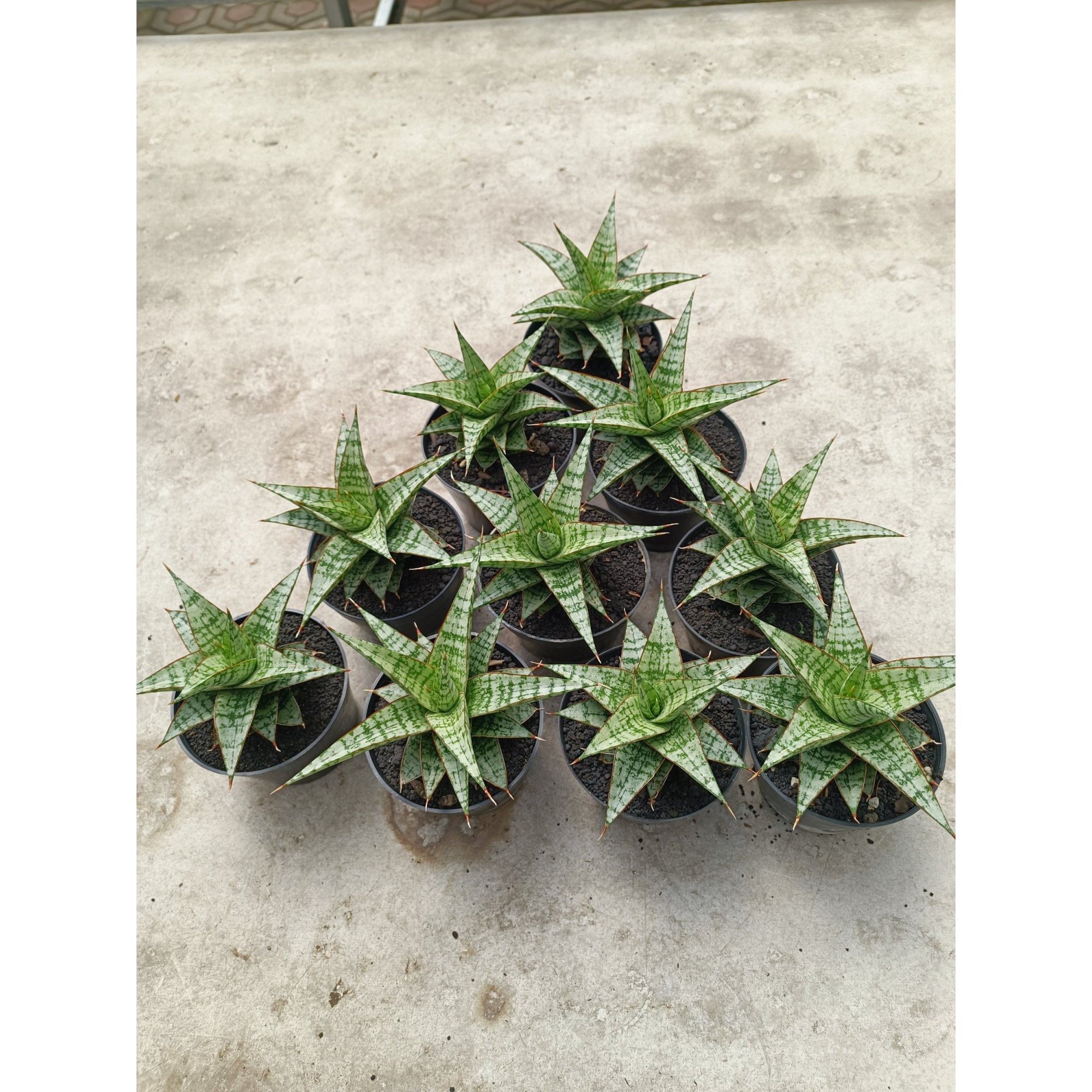 2018. Sansevieria Deasy size 14 cm