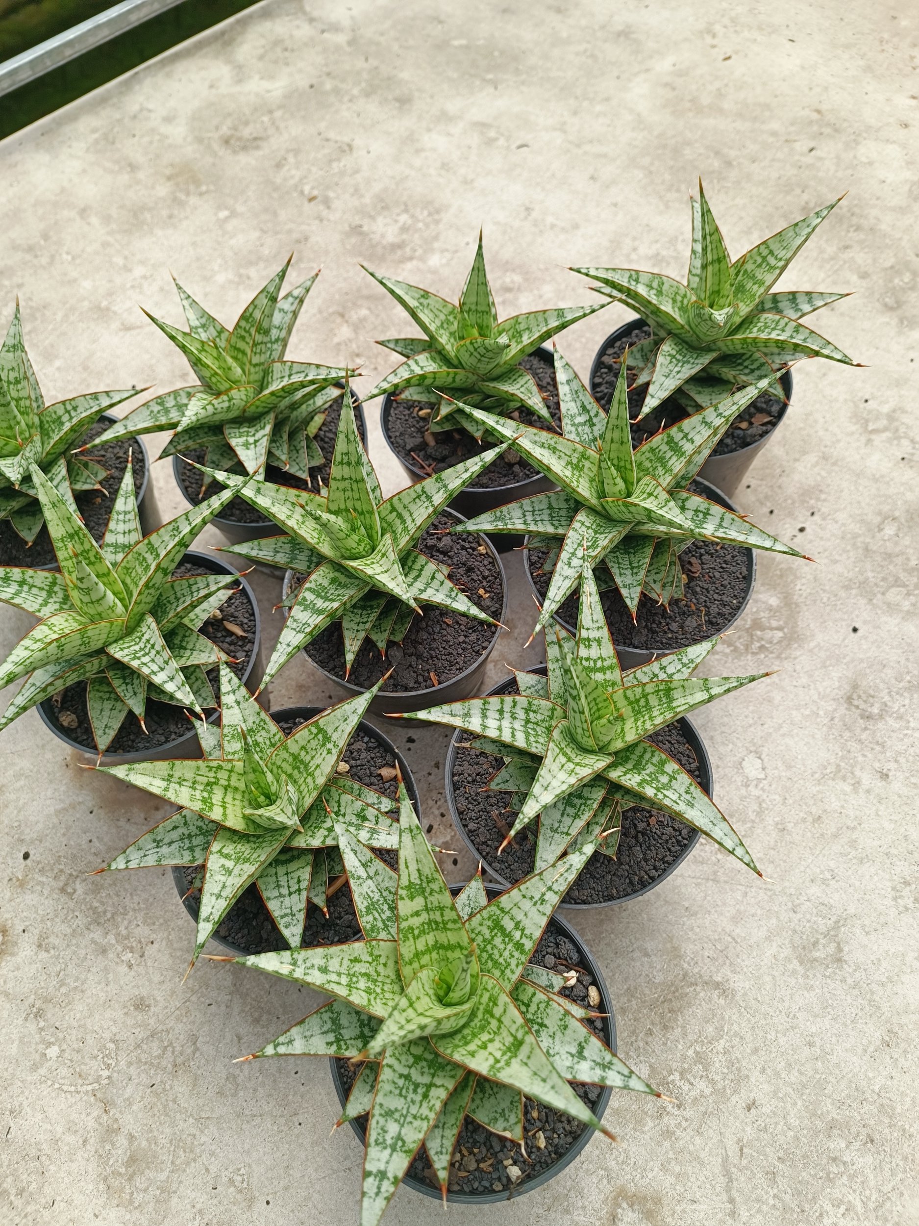 2018. Sansevieria Deasy size 14 cm - Image 3
