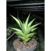 2041. Sansevieria Denjaka Medium Size