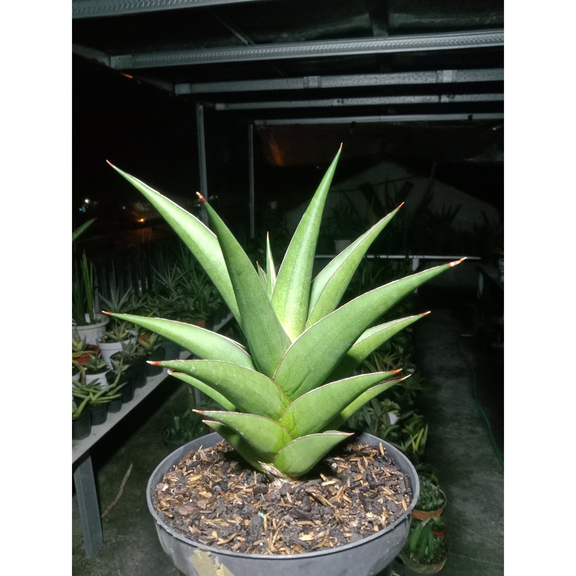 2041. Sansevieria Denjaka Medium Size