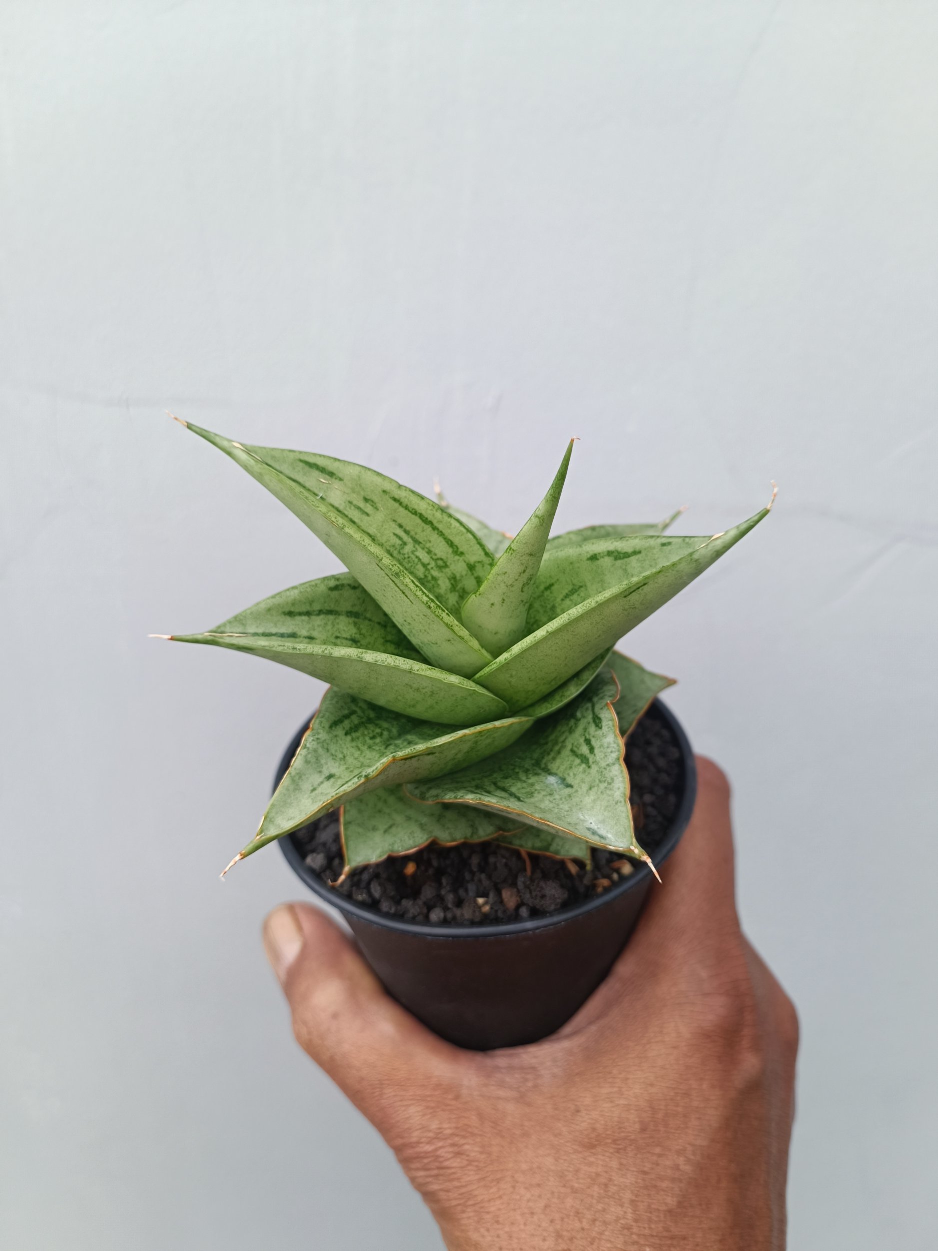 1675. Sansevieria Dewa size 8 cm - Image 2