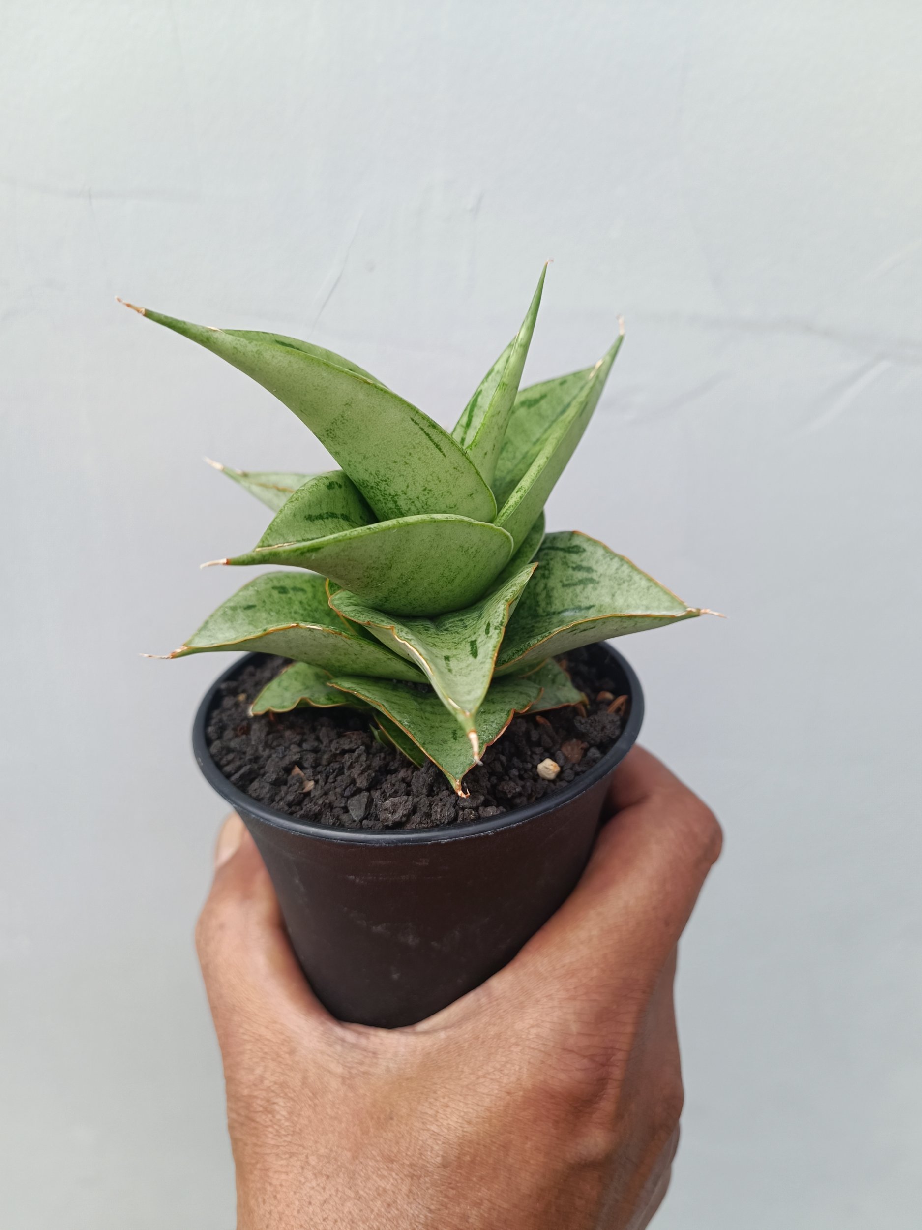 1675. Sansevieria Dewa size 8 cm - Image 3