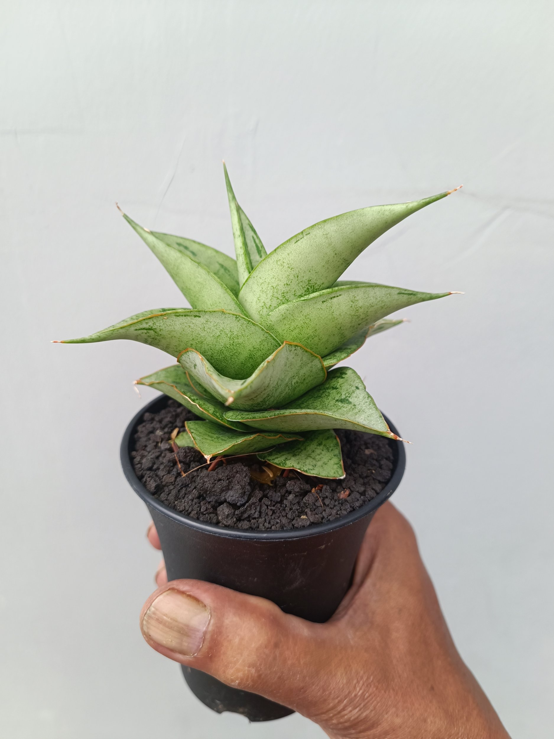 1675. Sansevieria Dewa size 8 cm - Image 4